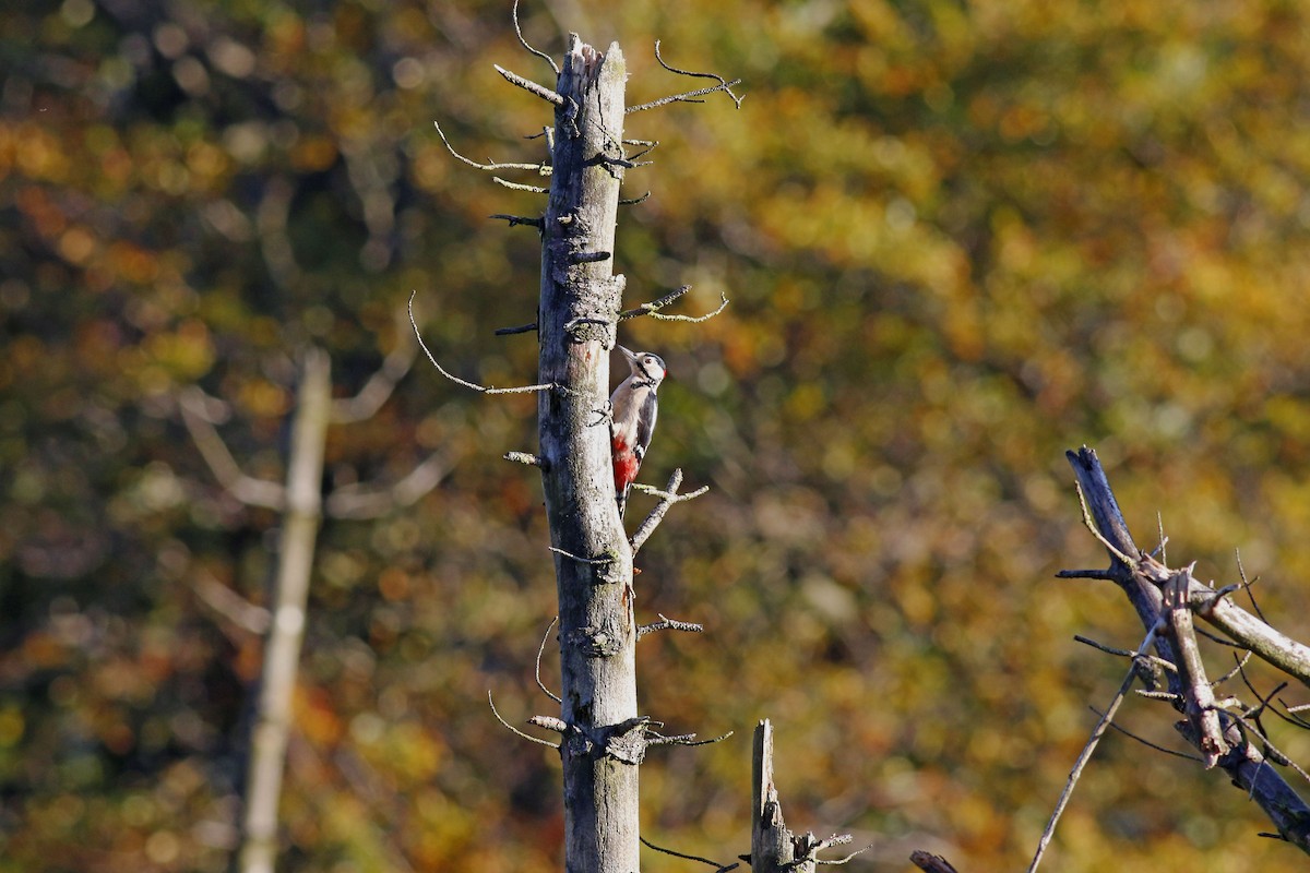 Great Spotted Woodpecker - ML270018191