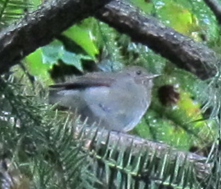 Gray-cheeked/Bicknell's Thrush - ML270018461