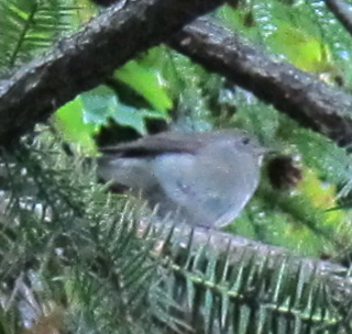 Gray-cheeked/Bicknell's Thrush - ML270018471