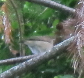 Gray-cheeked/Bicknell's Thrush - ML270018481