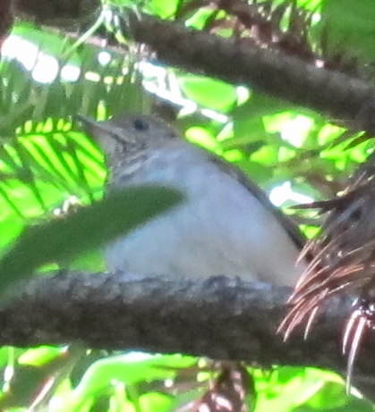 Gray-cheeked/Bicknell's Thrush - ML270018491