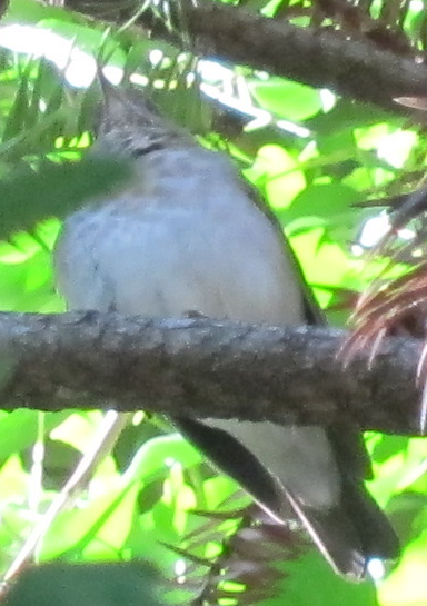 Gray-cheeked/Bicknell's Thrush - ML270018501