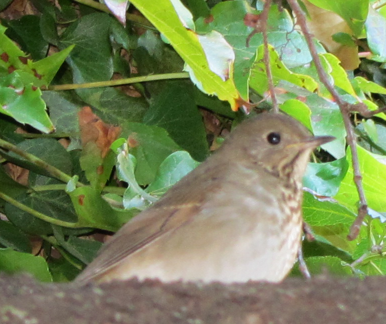 Gray-cheeked/Bicknell's Thrush - Ted Gachot