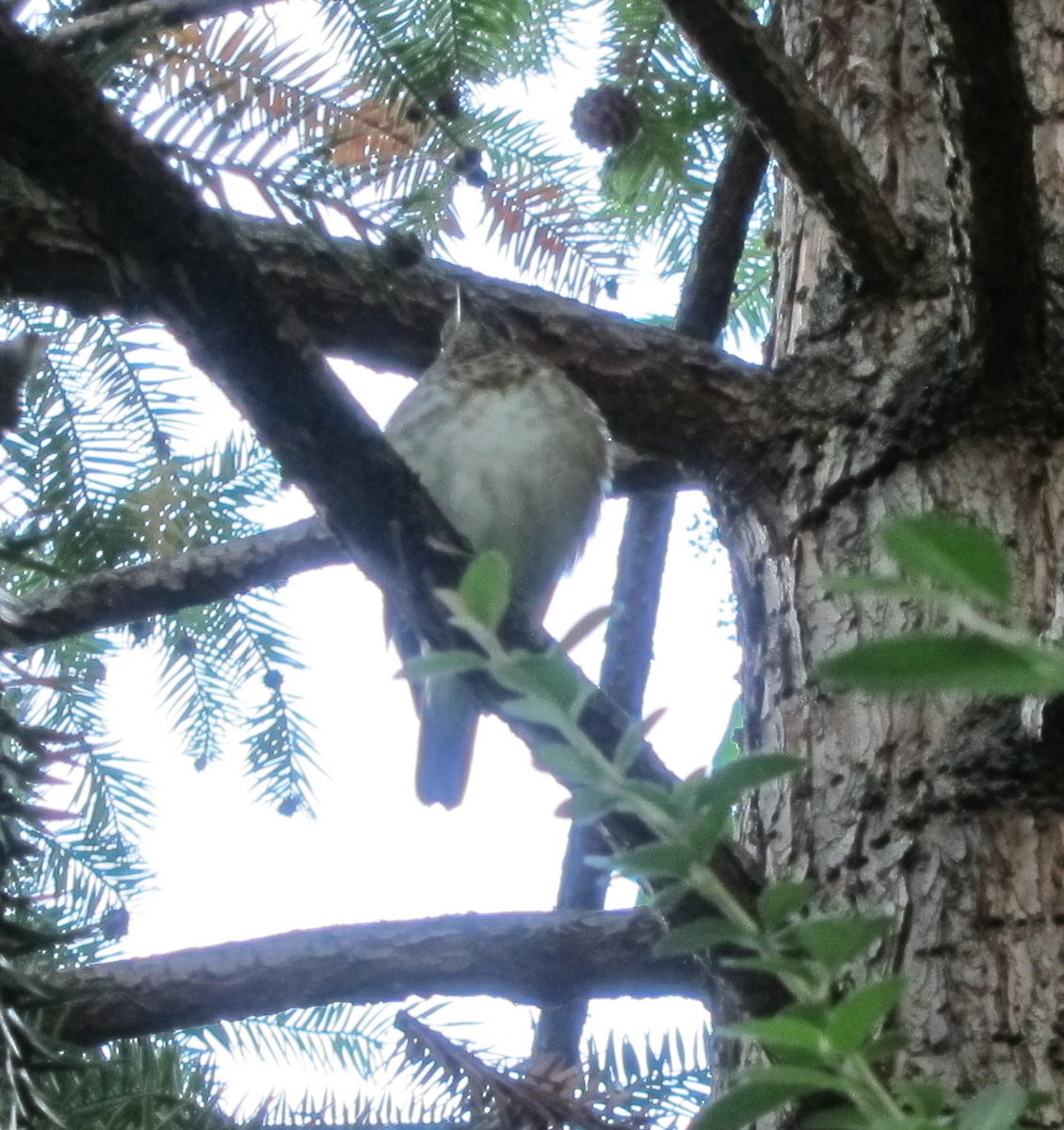 Gray-cheeked/Bicknell's Thrush - ML270018541