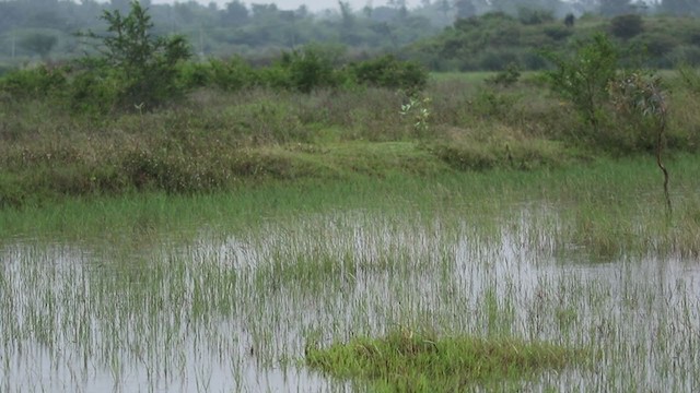 Rain Quail - ML270019691