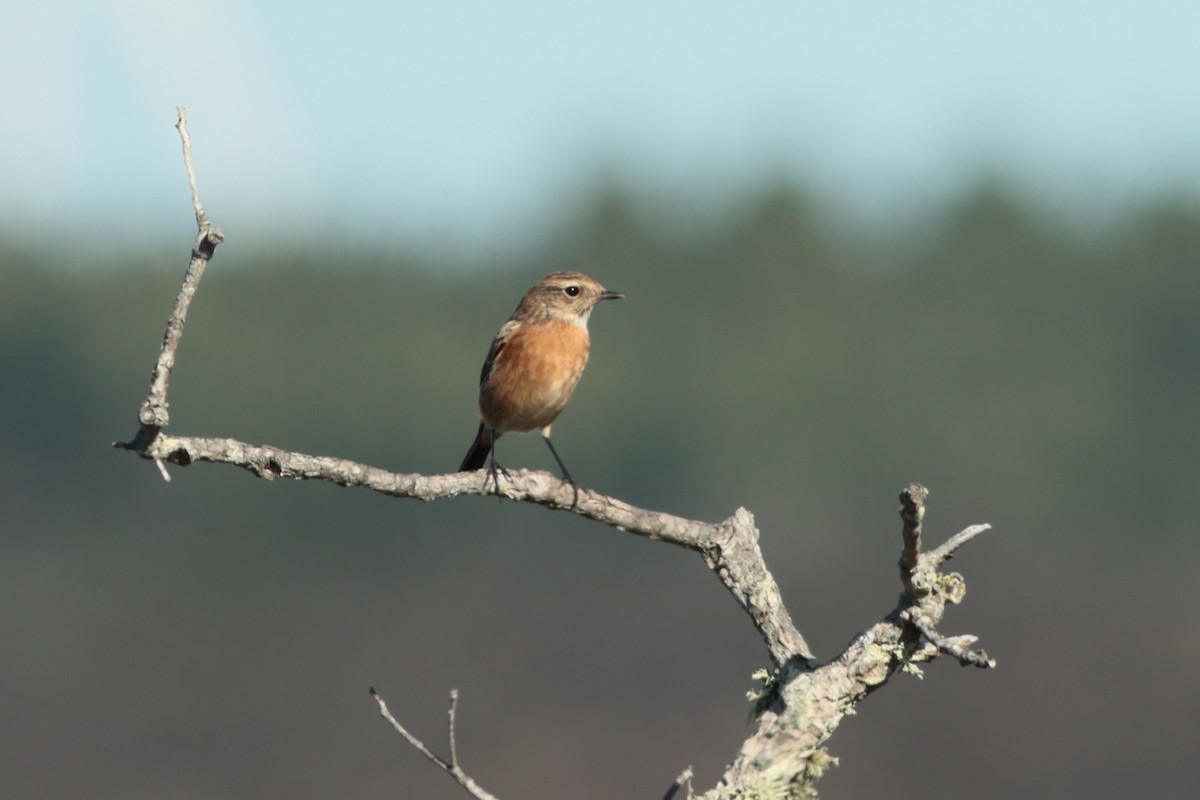 European Stonechat - ML270019741