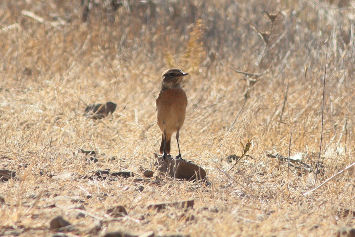 European Stonechat - Alexandre Hespanhol Leitão