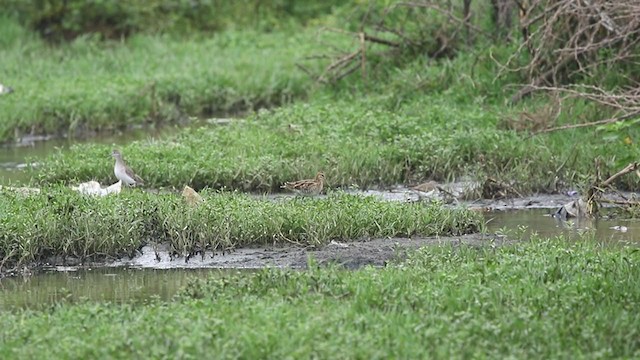 Common Snipe - ML270020031