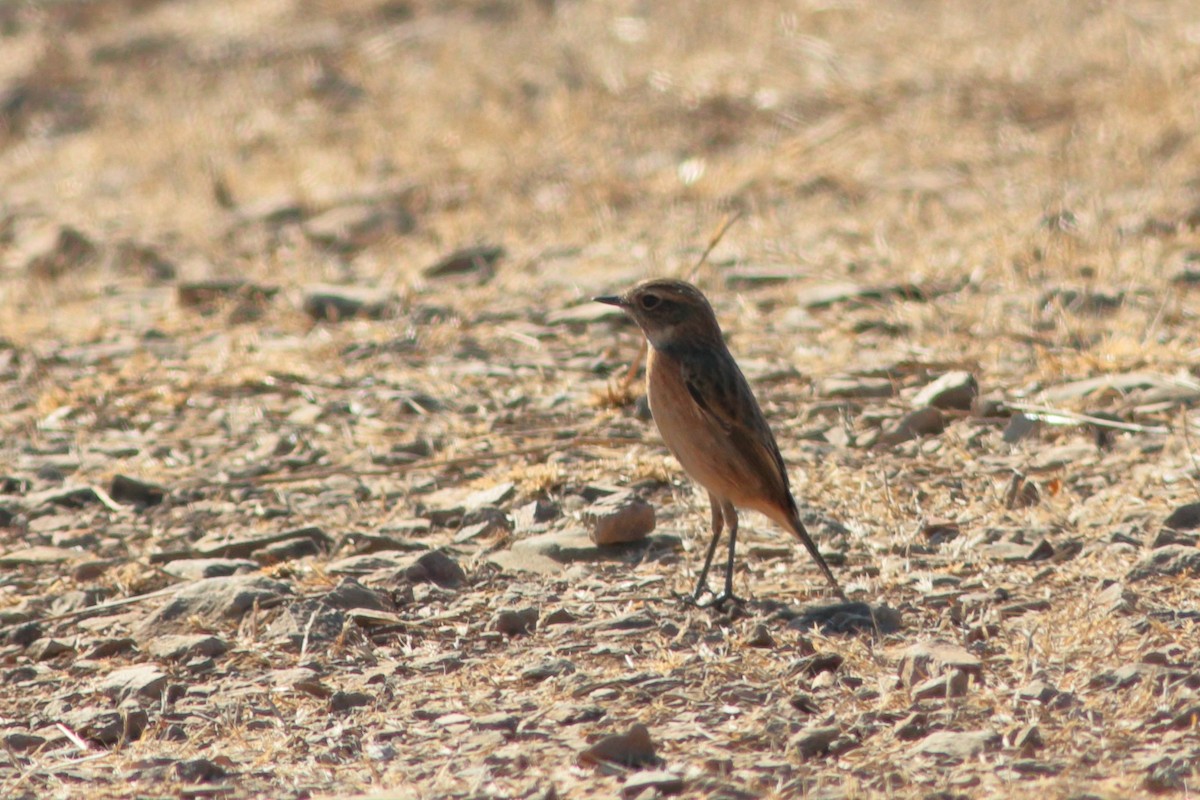 European Stonechat - ML270020211