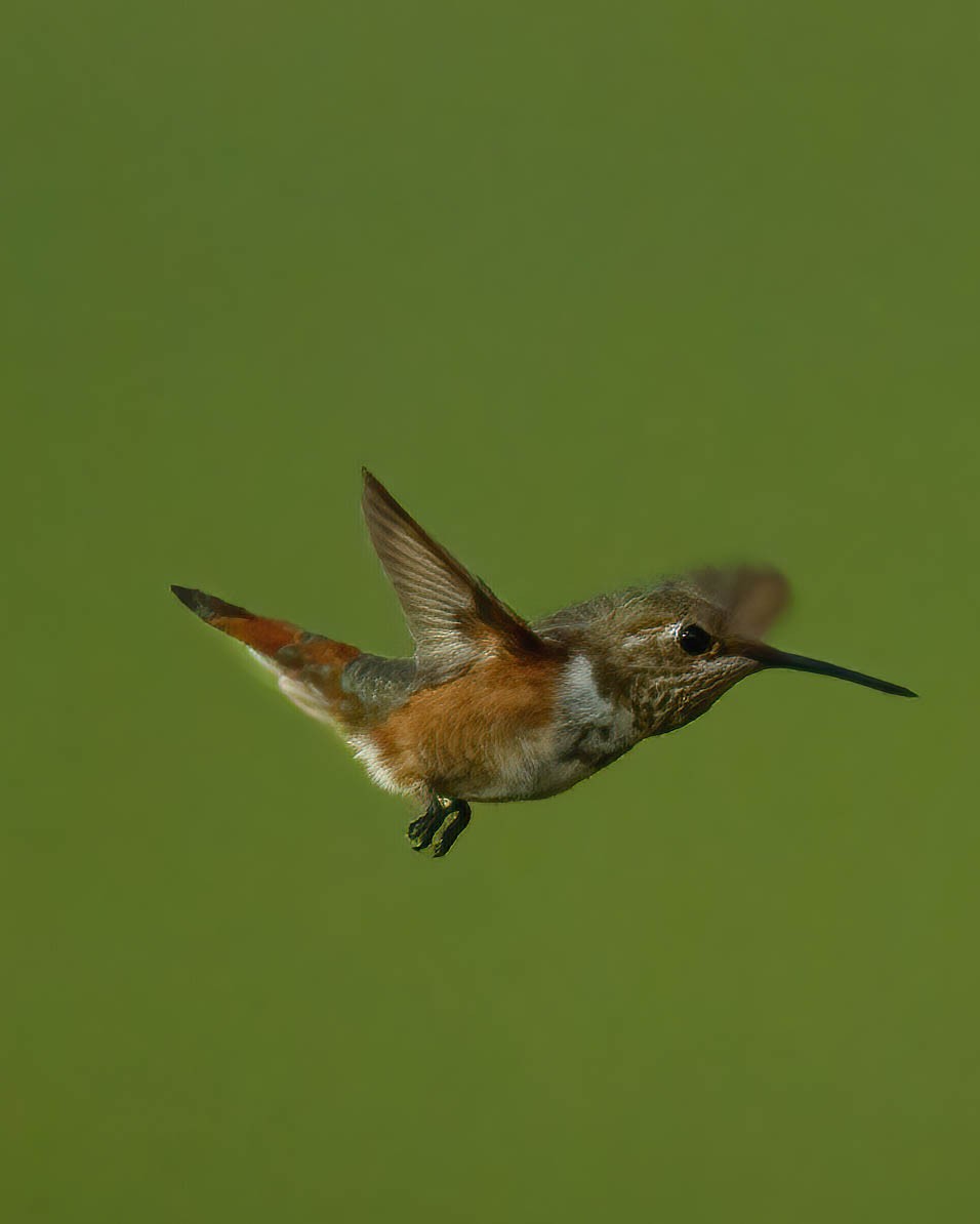 Rufous Hummingbird - ML270020261