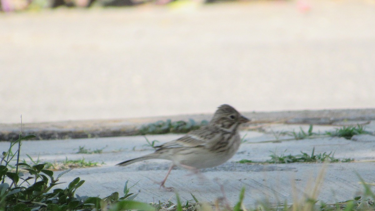 Vesper Sparrow - ML270023191