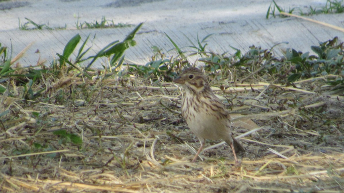 Vesper Sparrow - ML270023211