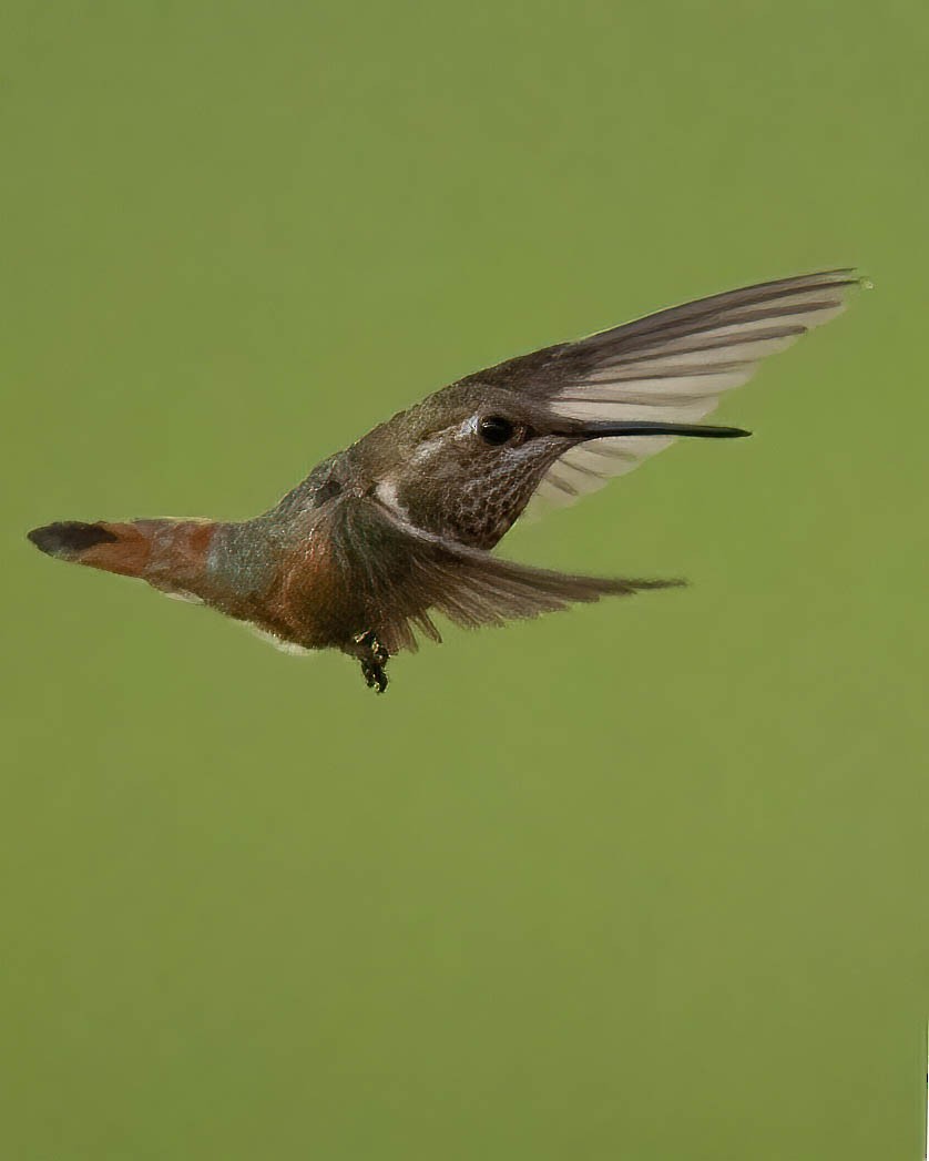 Rufous Hummingbird - ML270023581