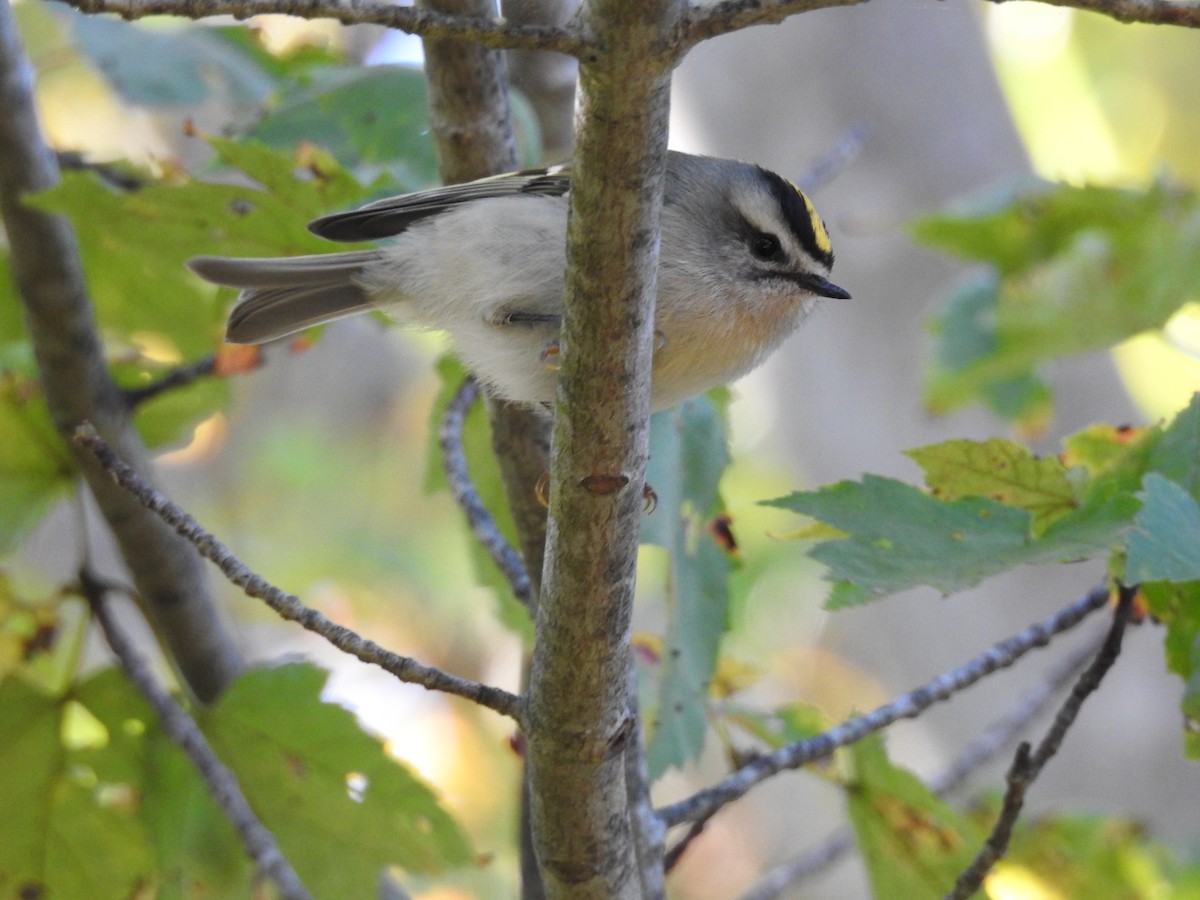 Golden-crowned Kinglet - Cory Elowe