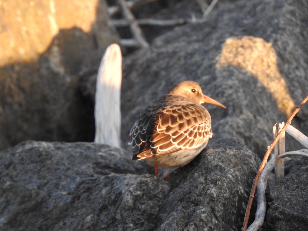 Purple Sandpiper - ML270024171