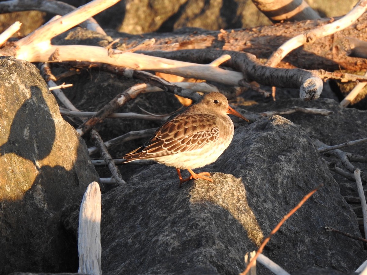 Purple Sandpiper - ML270024301