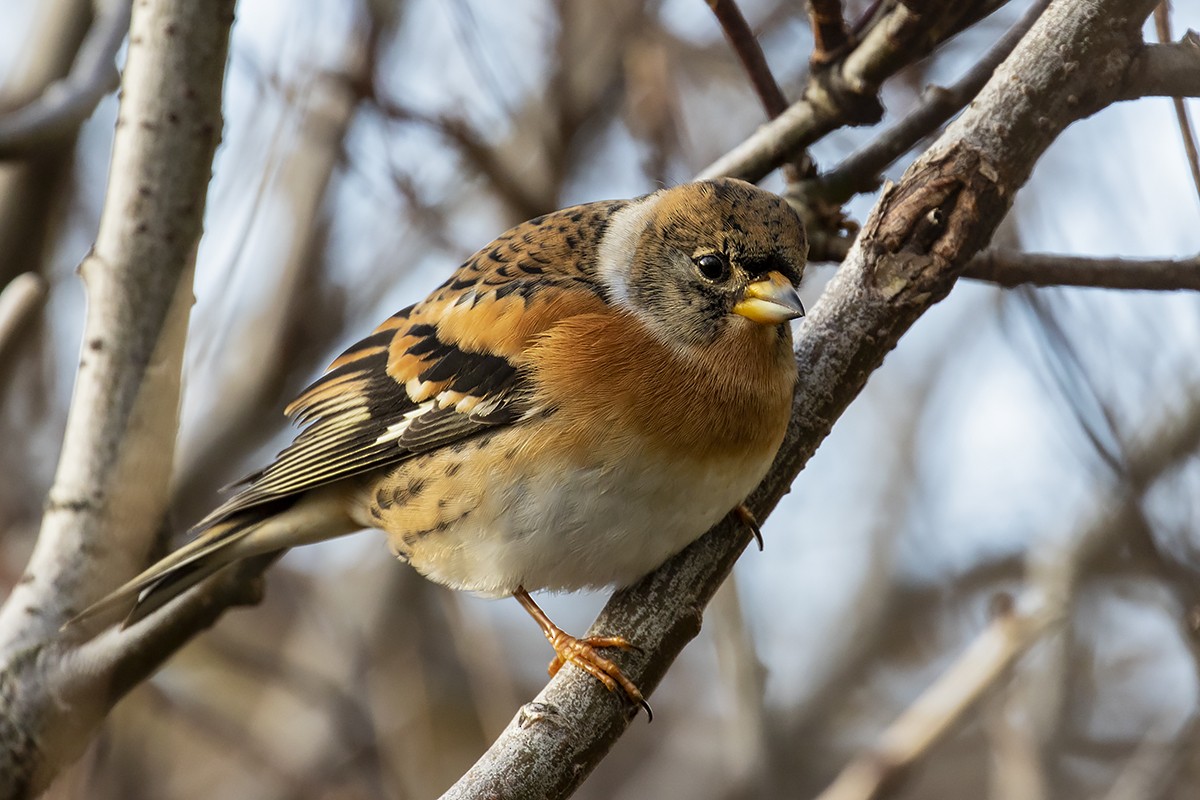 Brambling - ML270026641