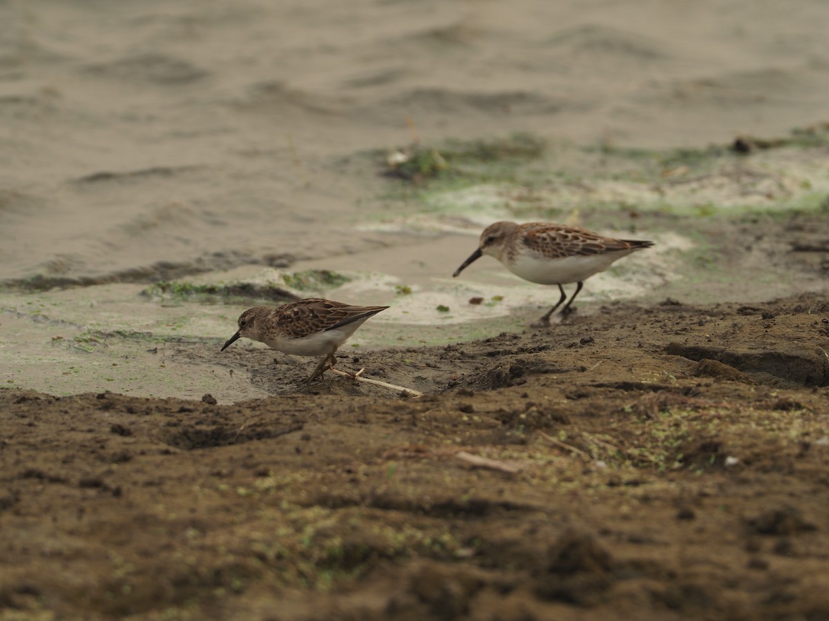 Least Sandpiper - ML270026751