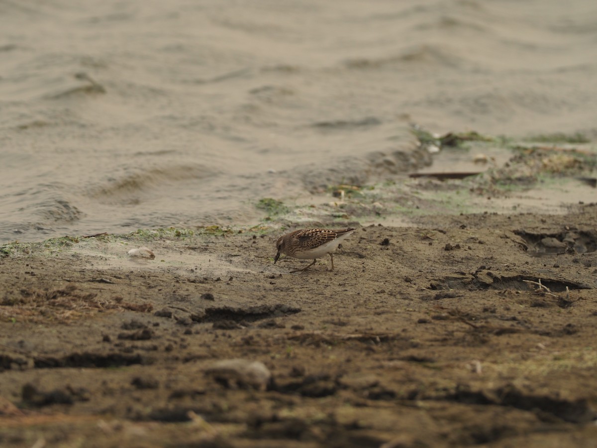 Least Sandpiper - ML270026761