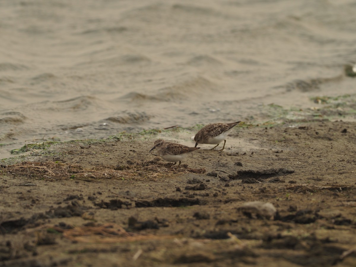 Least Sandpiper - ML270026871
