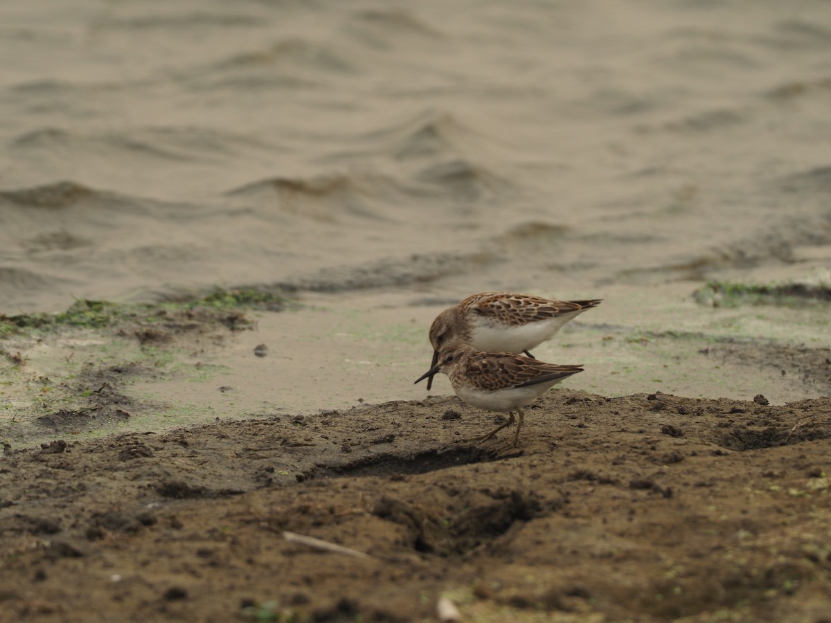 Least Sandpiper - ML270026971