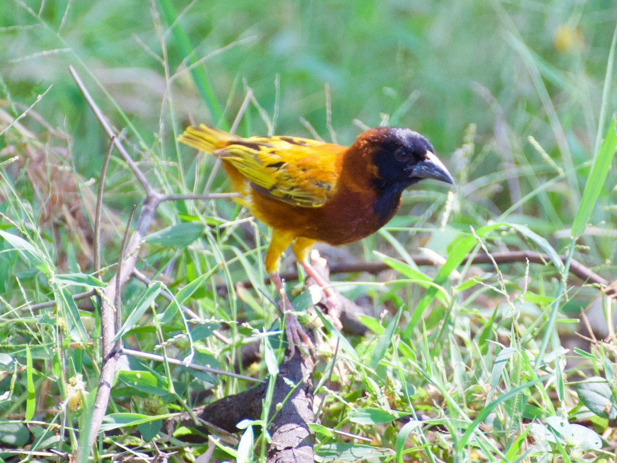 Cinnamon Weaver - Pete Harrison