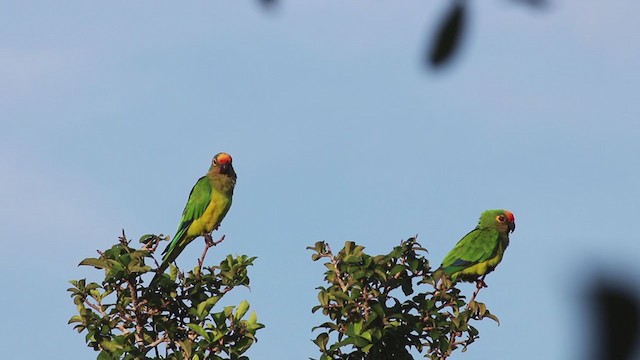 Peach-fronted Parakeet - ML270029551