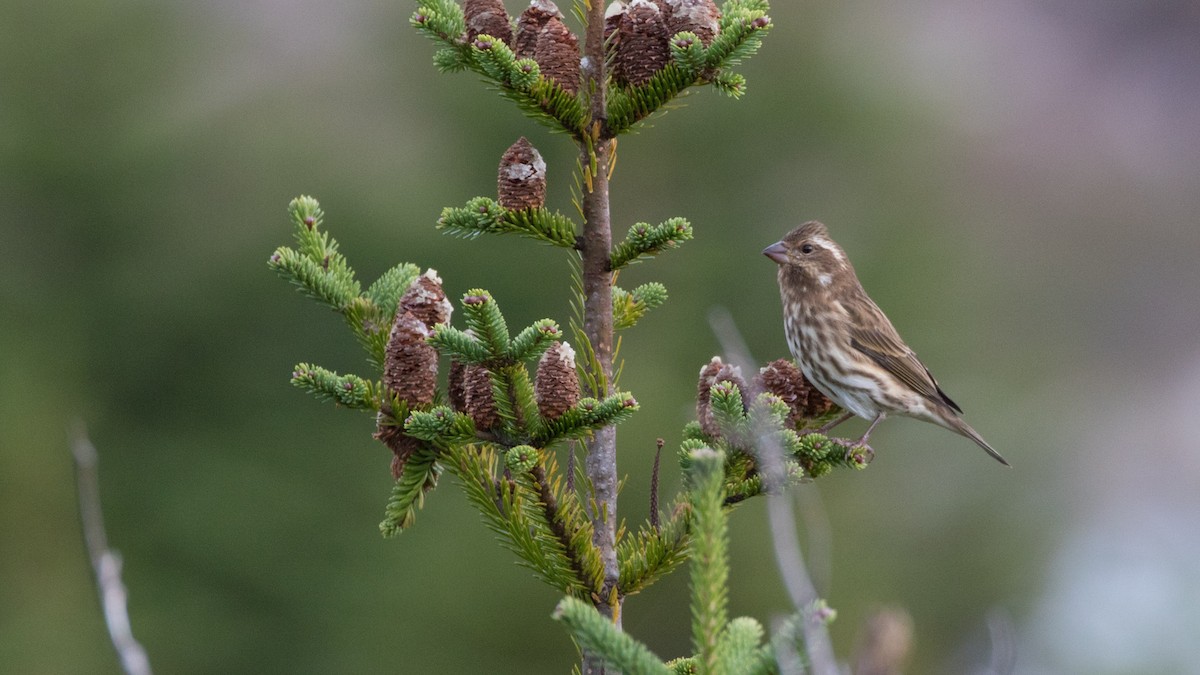 Purple Finch - ML270030171