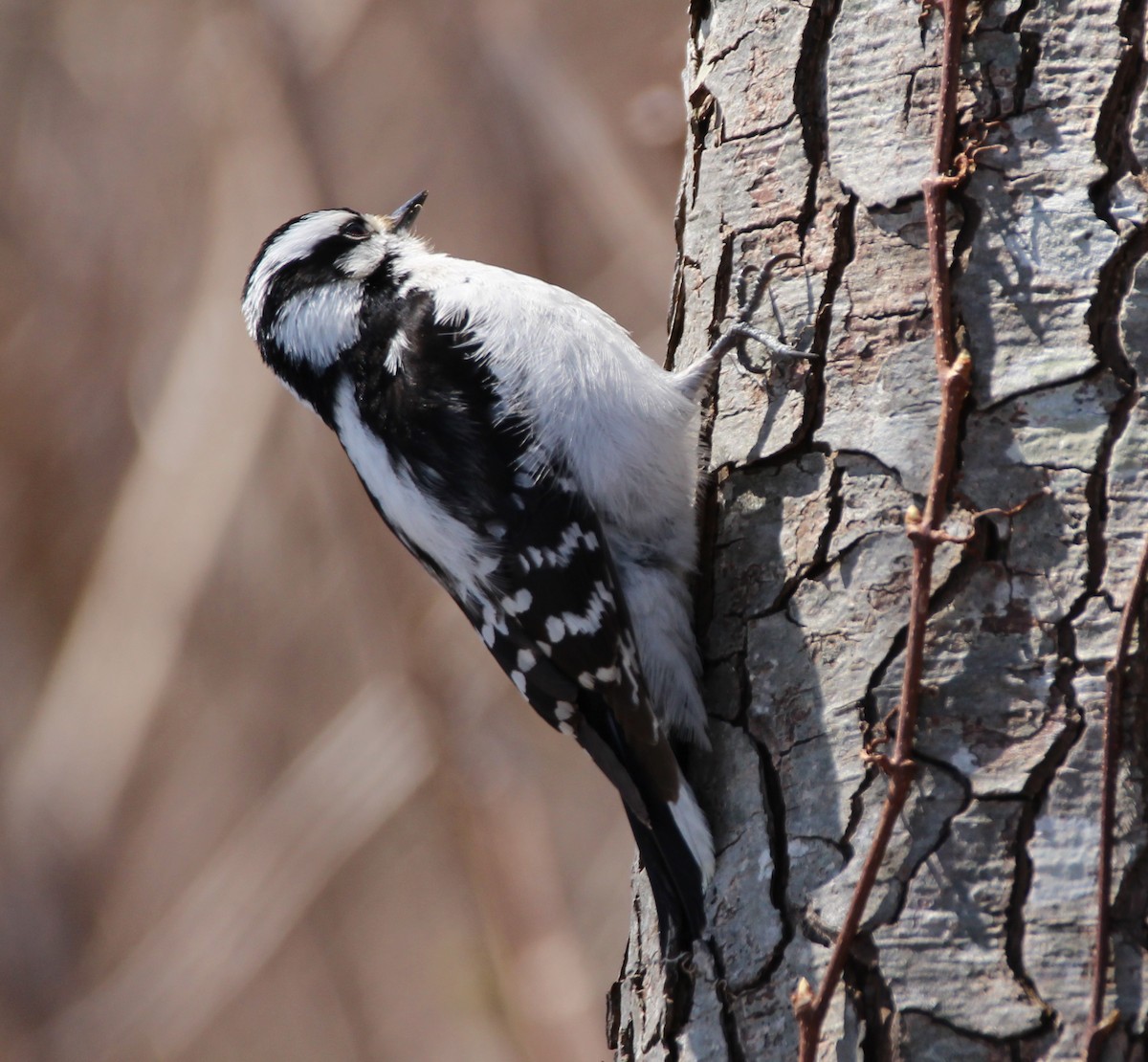 Downy Woodpecker - ML27003031