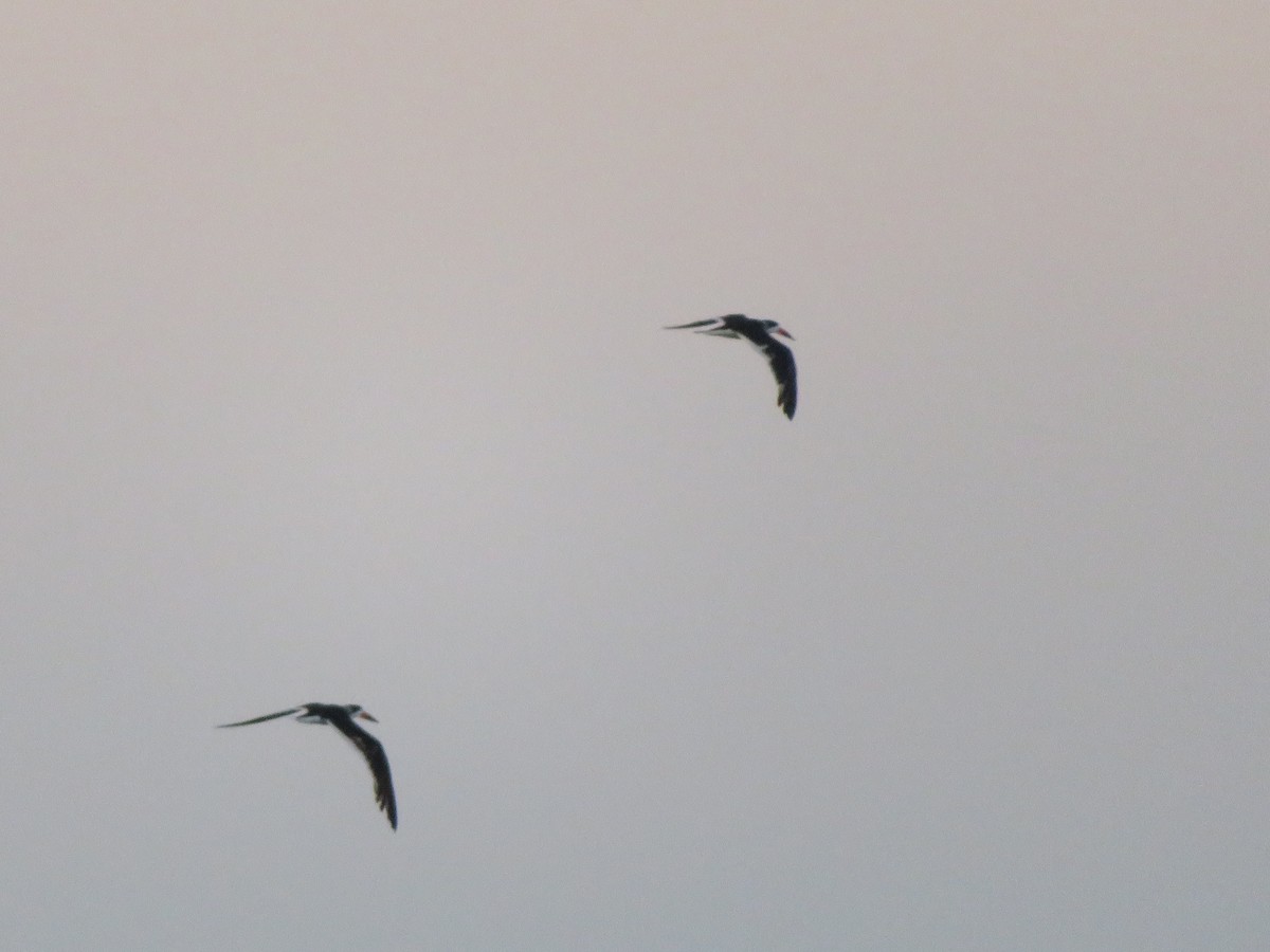 Black Skimmer - ML270031621