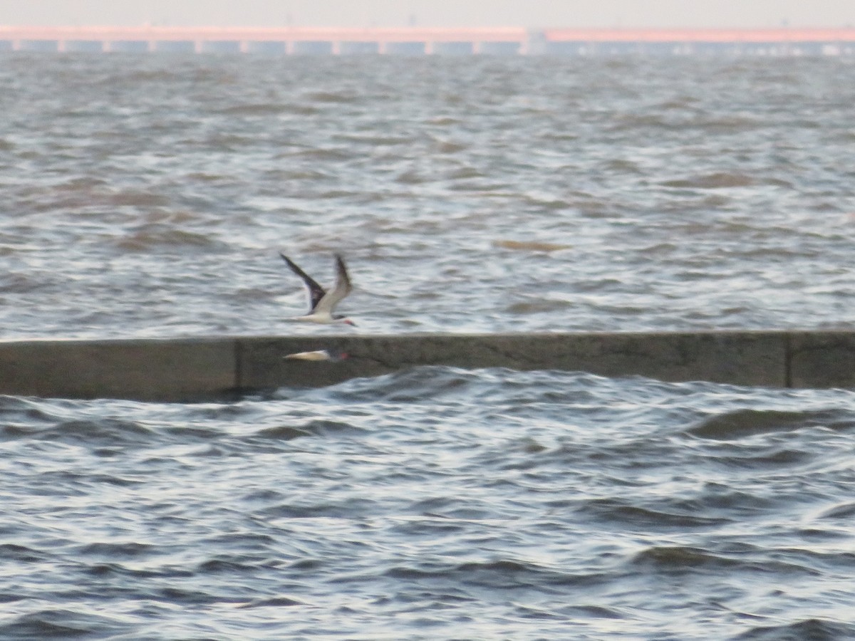 Black Skimmer - ML270031631