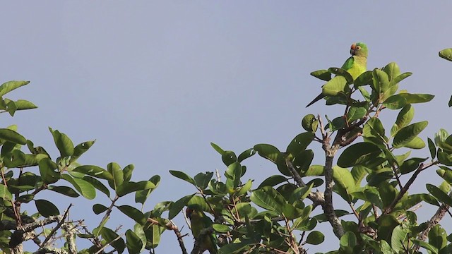 Peach-fronted Parakeet - ML270031851