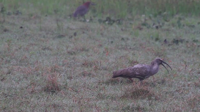 Plumbeous Ibis - ML270032811