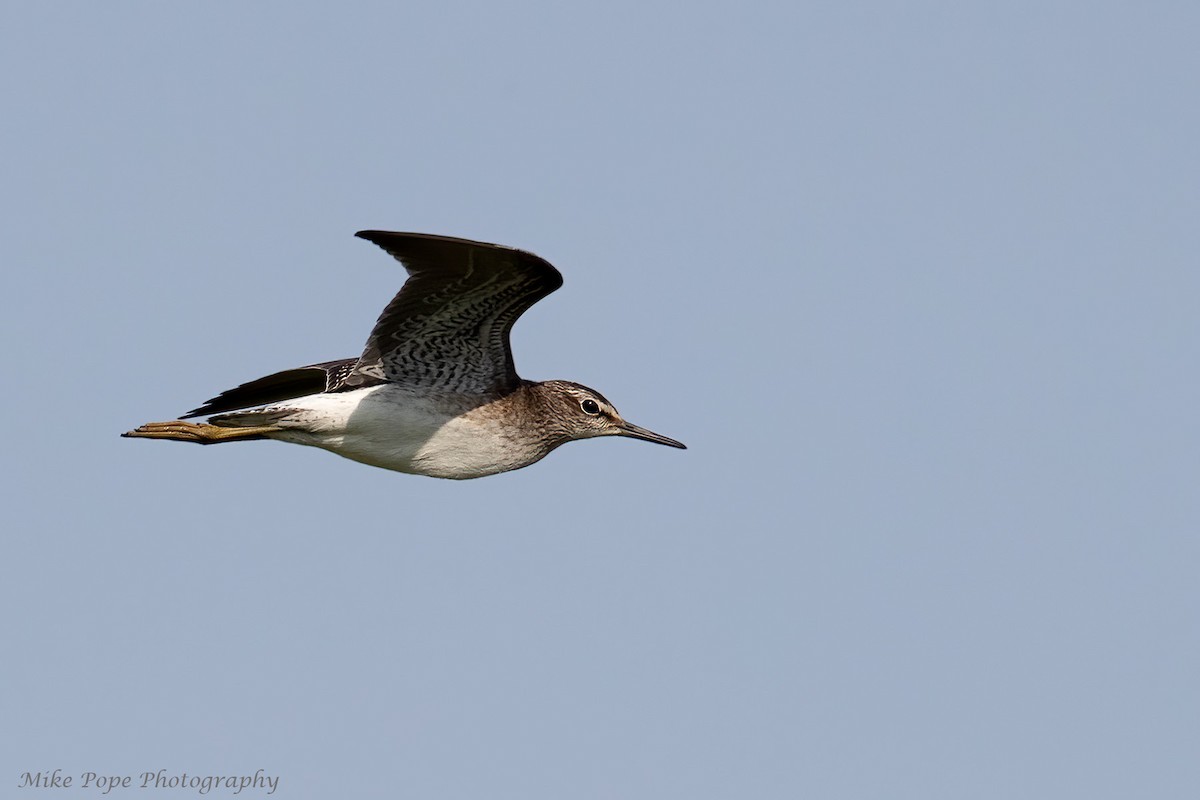 Bruchwasserläufer - ML270032921