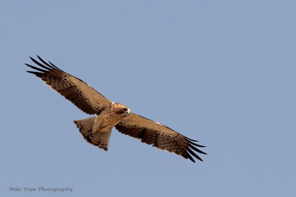 Booted Eagle - ML270033861