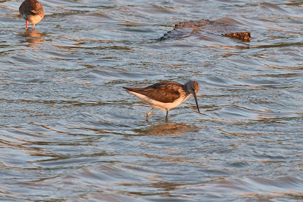 Common Greenshank - ML270034051