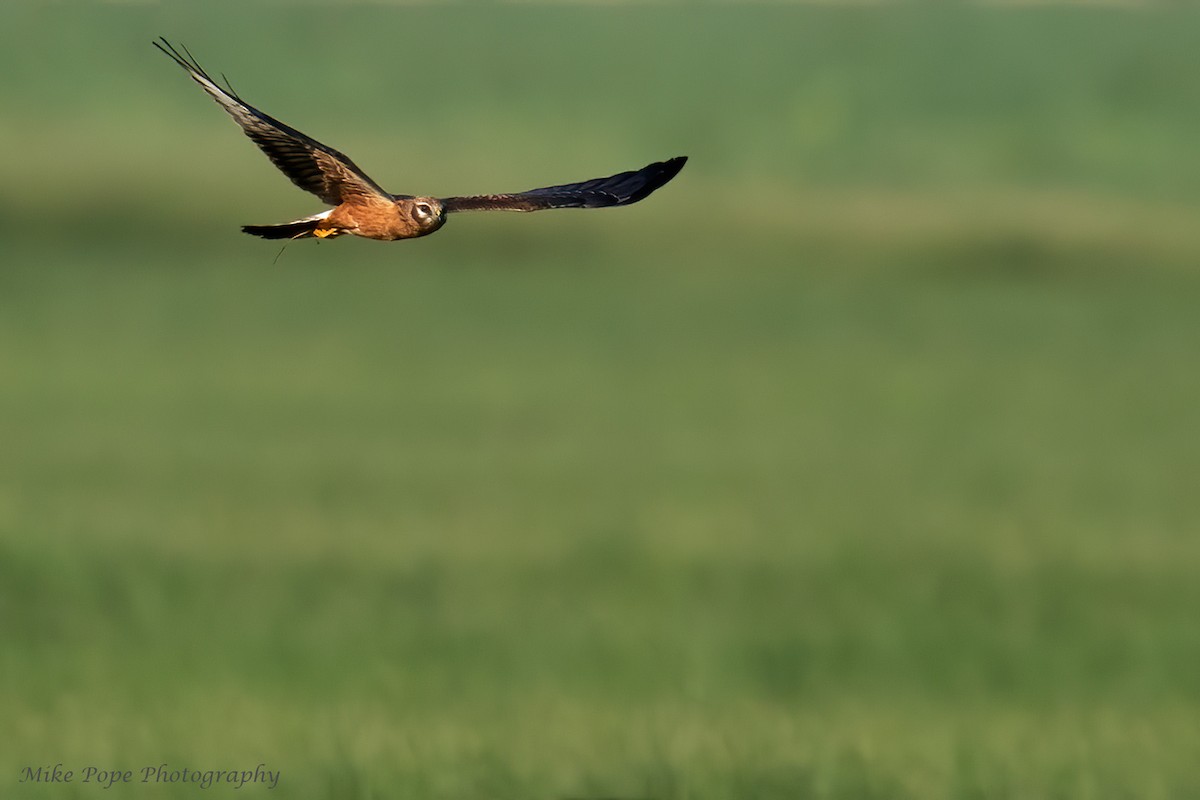 Pallid Harrier - ML270034261