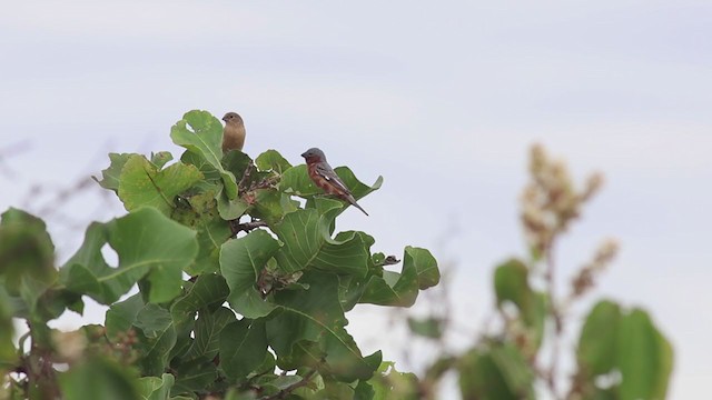 Tawny-bellied Seedeater - ML270034381