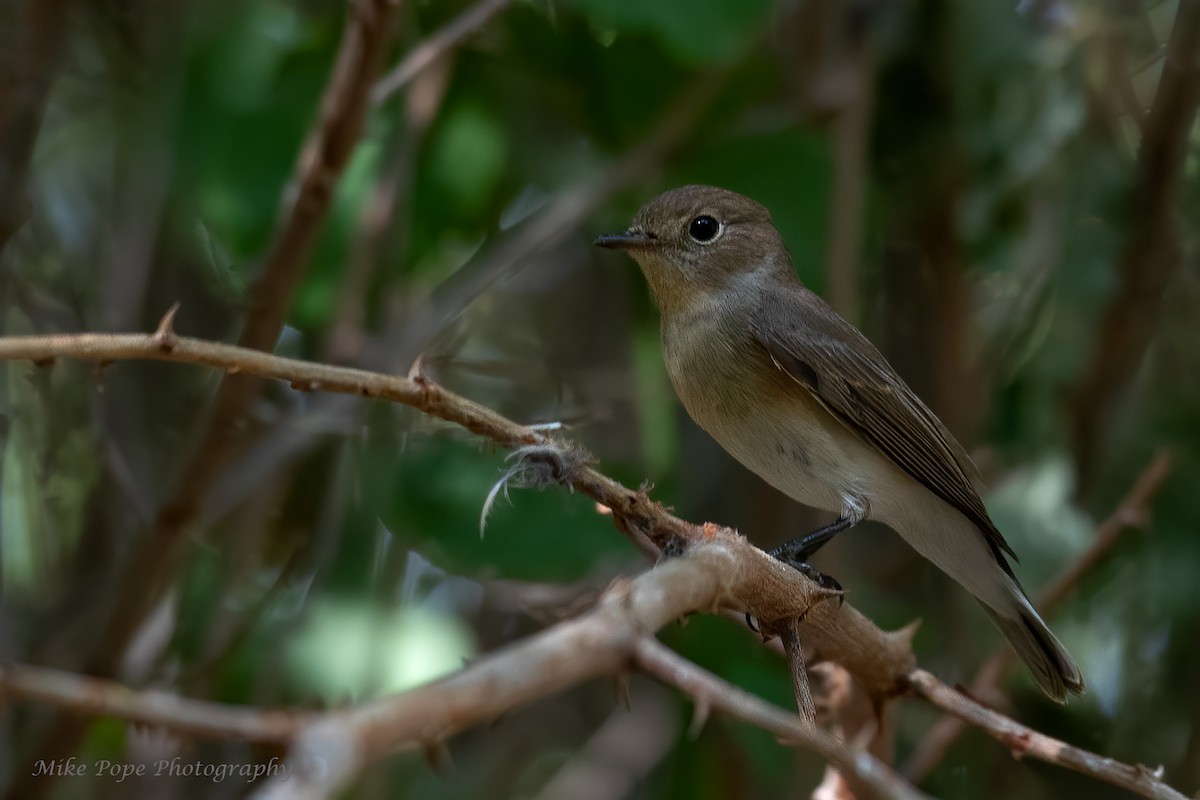 Red-breasted Flycatcher - ML270035671