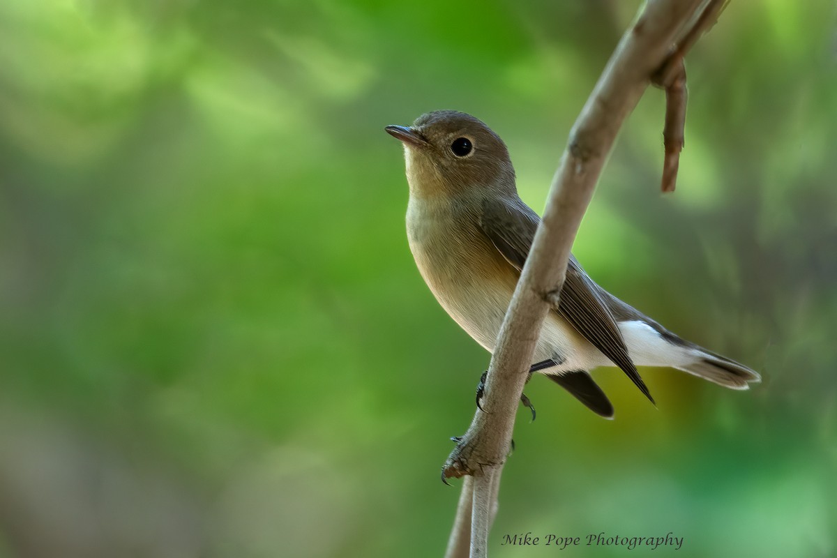 Red-breasted Flycatcher - ML270035711