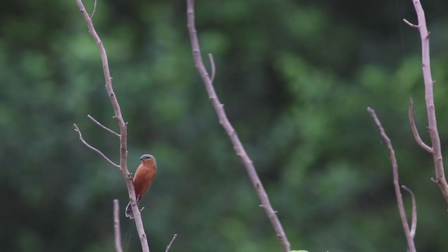 Tawny-bellied Seedeater - ML270035831