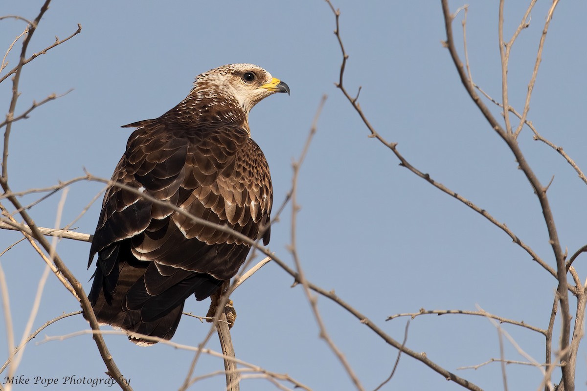 European Honey-buzzard - ML270036081