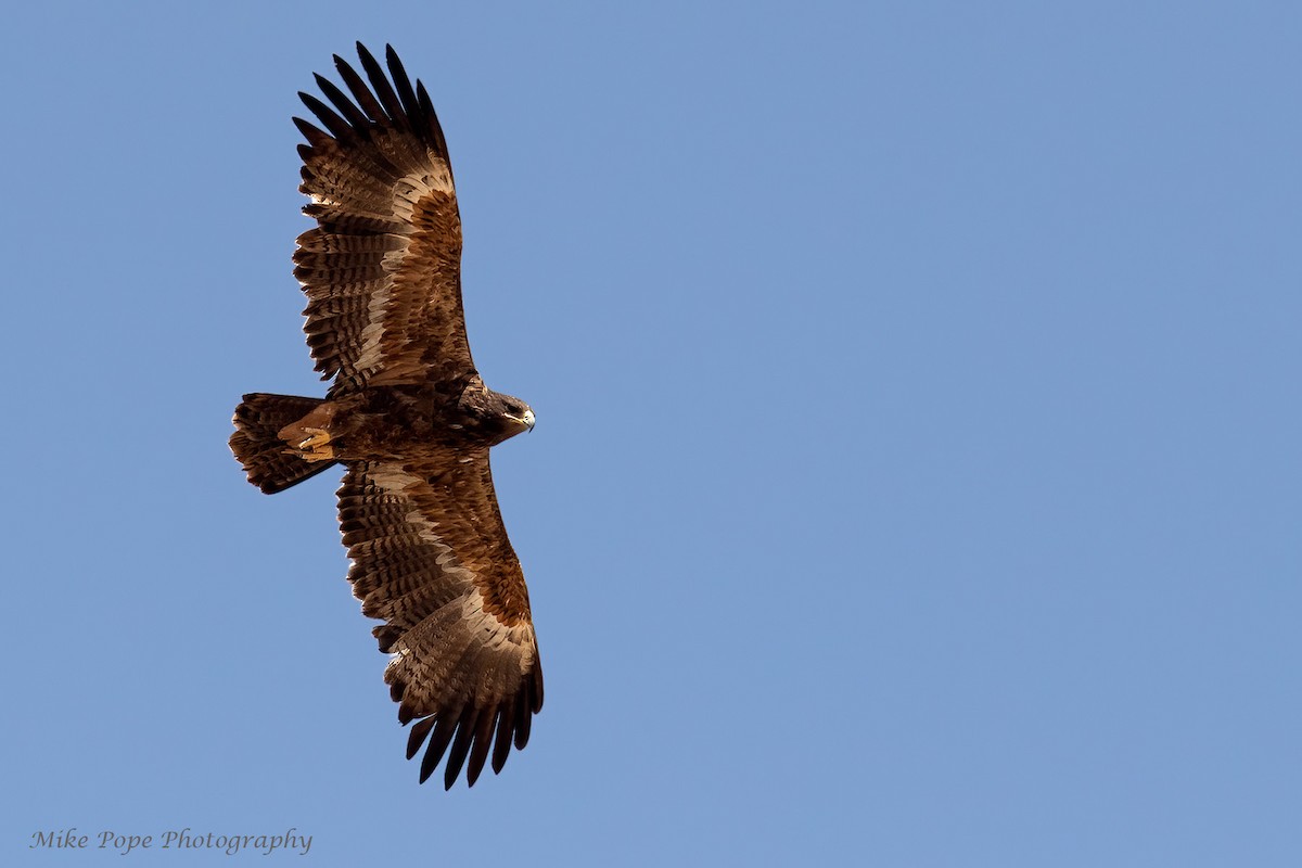 Steppe Eagle - ML270036191