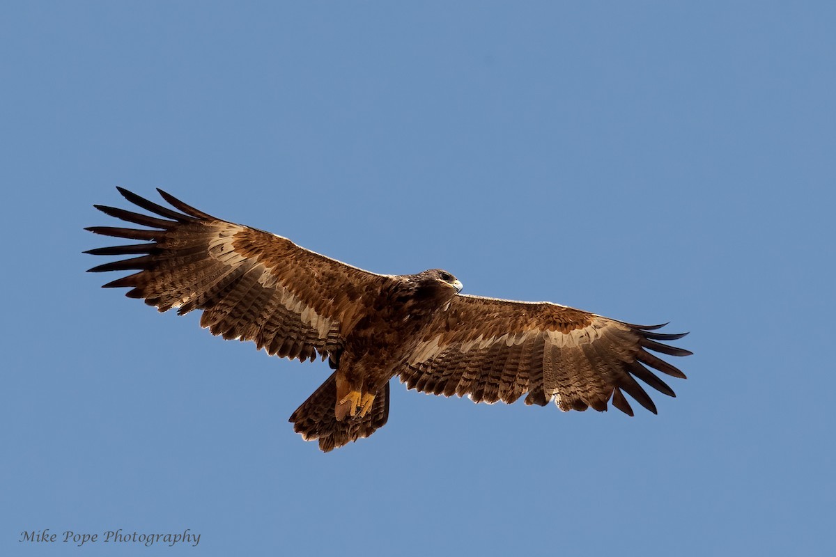 Steppe Eagle - ML270036201