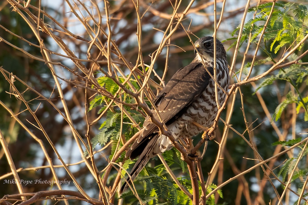Levant Sparrowhawk - Mike Pope