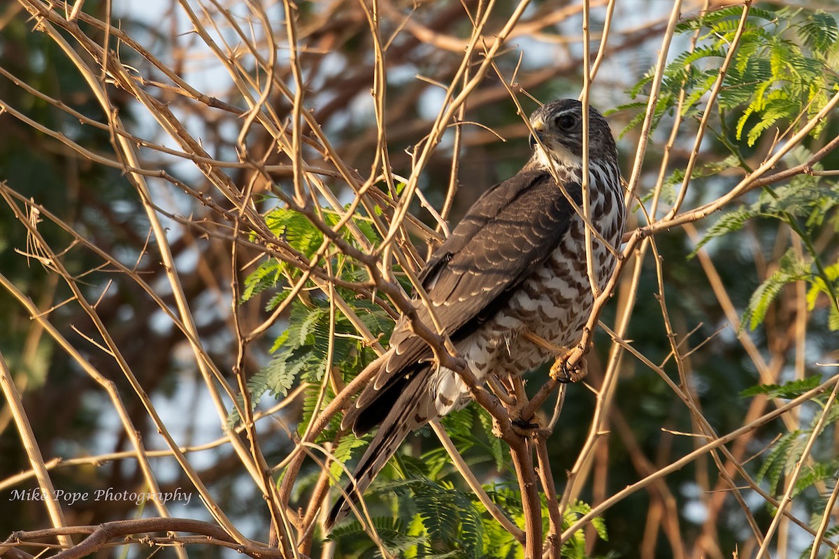 Levant Sparrowhawk - ML270036401