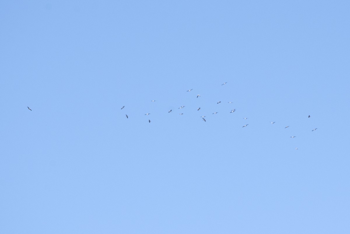 White Stork - ML270036531