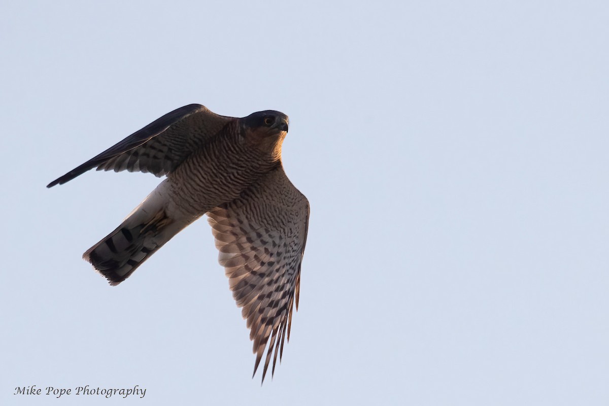 Eurasian Sparrowhawk - Mike Pope