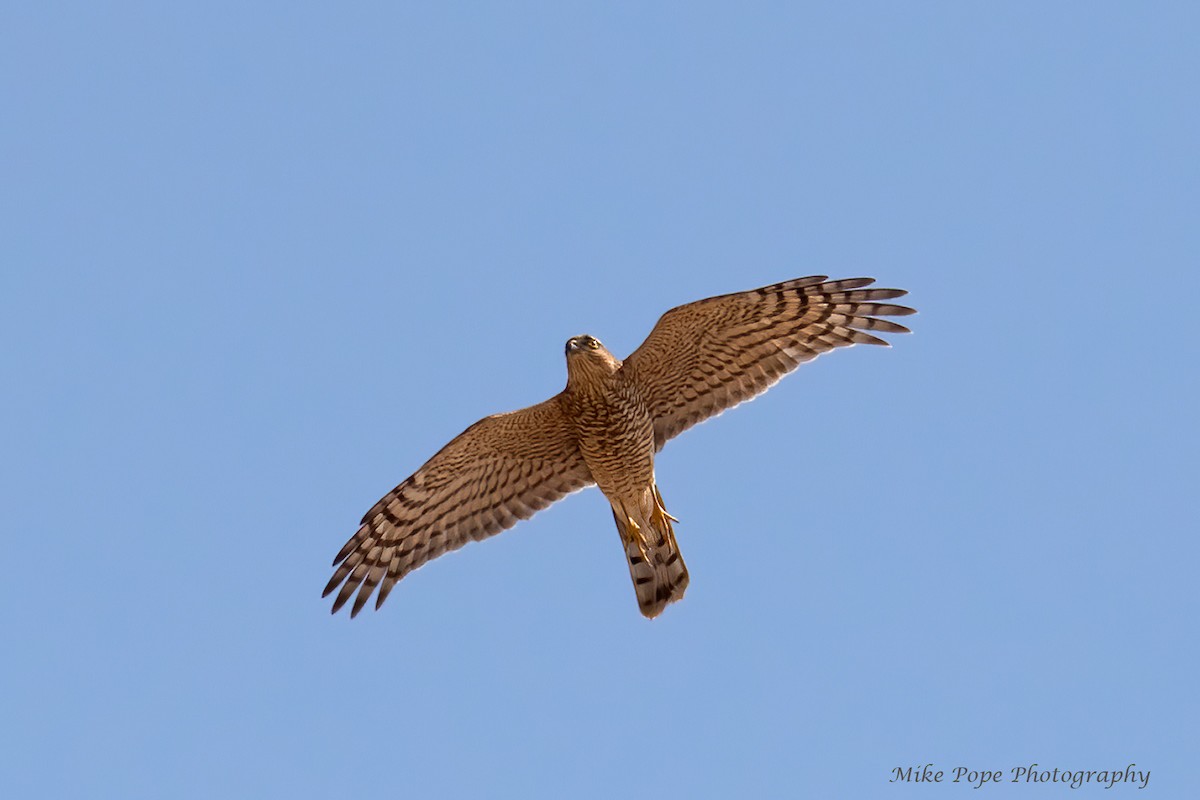 Eurasian Sparrowhawk - Mike Pope