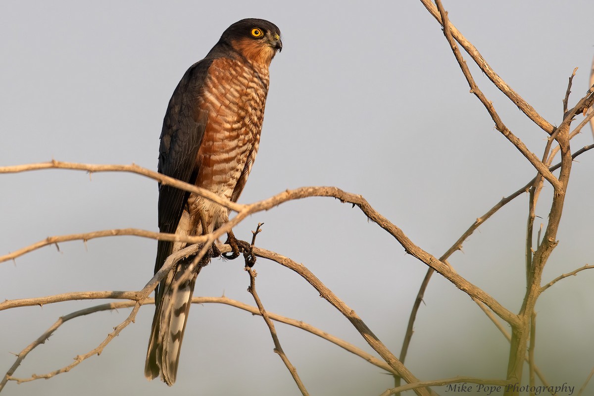 Eurasian Sparrowhawk - Mike Pope